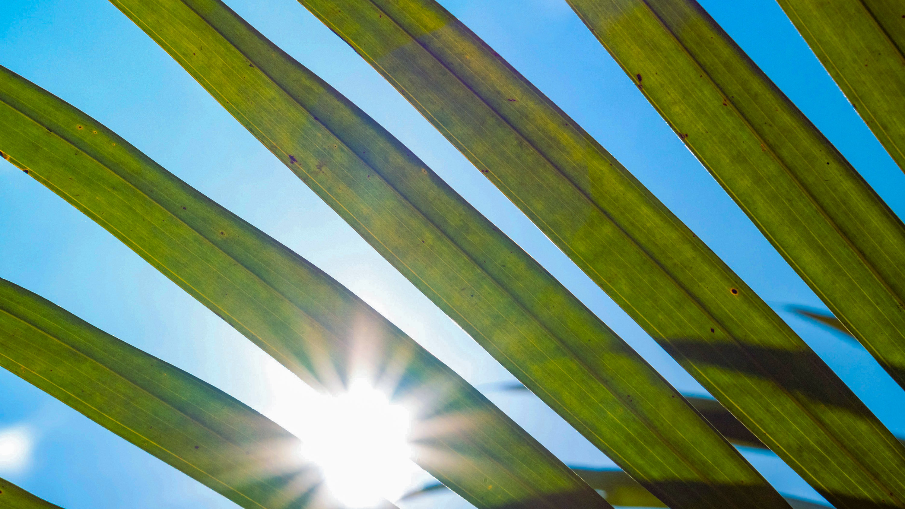 Blue sky shows between green fronds